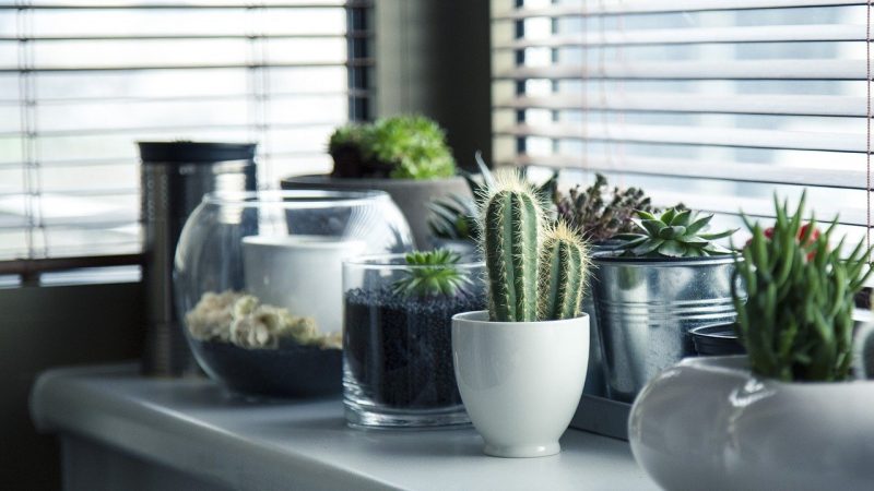 Les avantages d’opter pour les plantes d’intérieur pour sa décoration