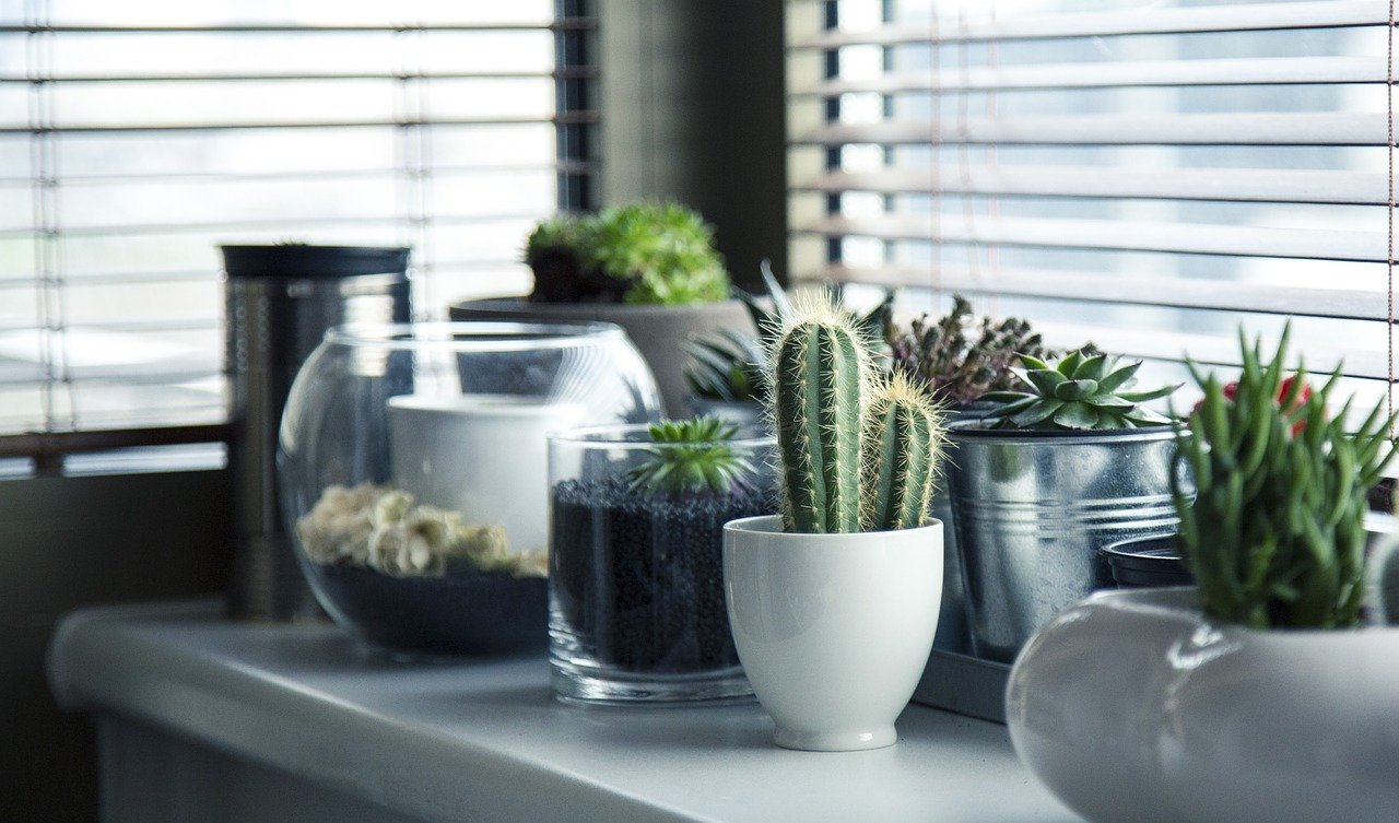Les avantages d’opter pour les plantes d’intérieur pour sa décoration