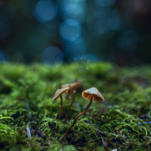 Les actualites environnementales : un moyen d’informer et sensibiliser sur les defis de la Terre