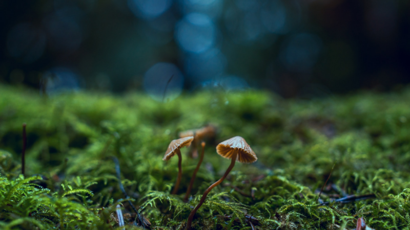 Les actualites environnementales : un moyen d’informer et sensibiliser sur les defis de la Terre