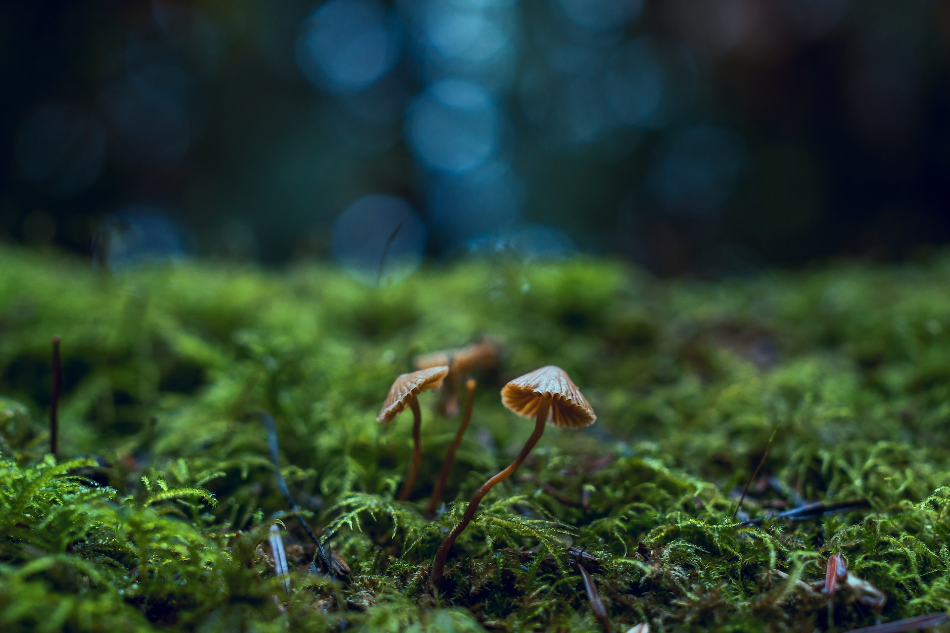 Les actualites environnementales : un moyen d’informer et sensibiliser sur les defis de la Terre